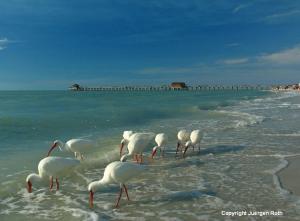 Florida Wildlife Naples Beach Photography